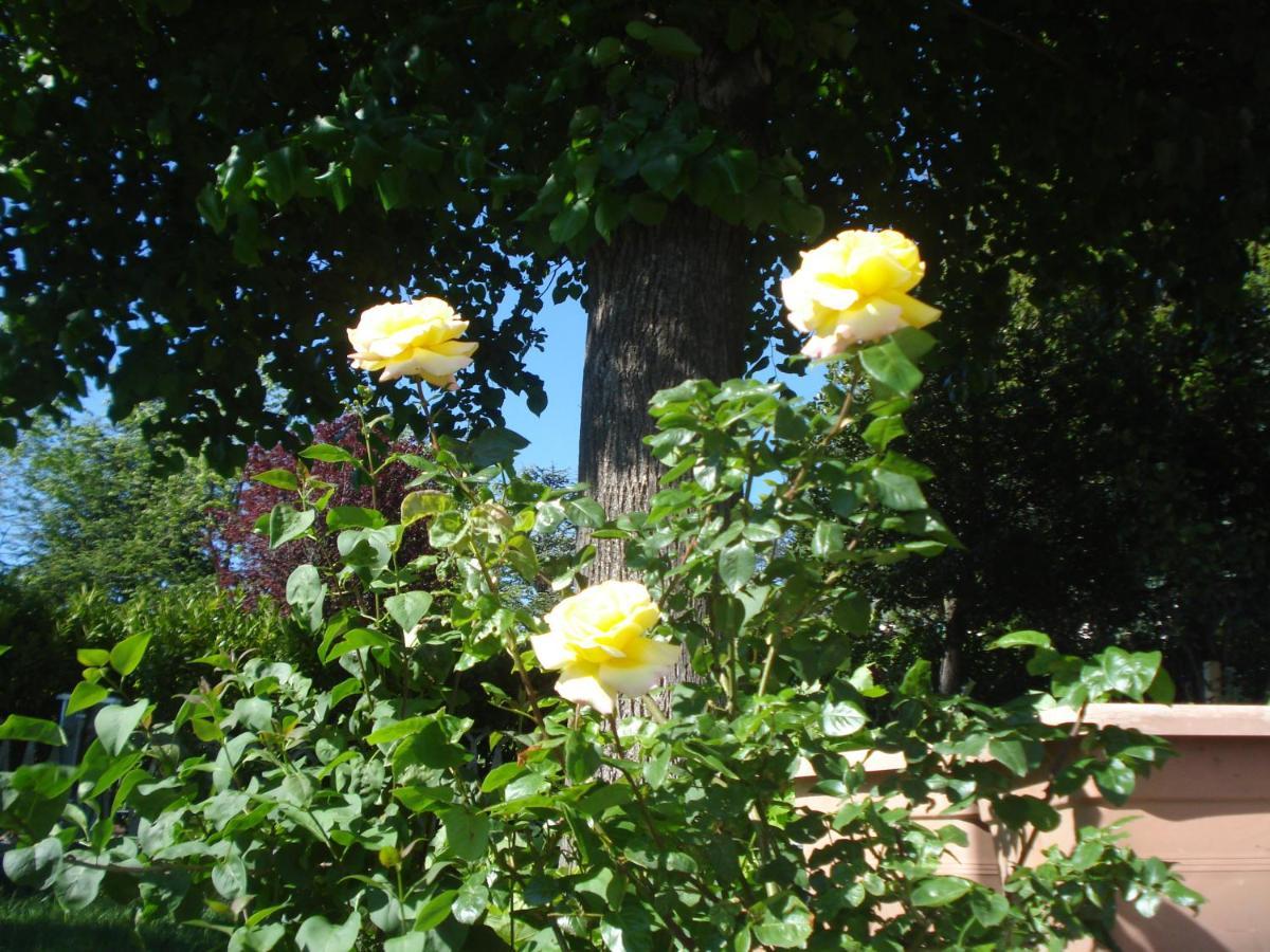 Casa Tea Bed&Breakfast&Home Restaurant Tagliolo Monferrato Exterior foto